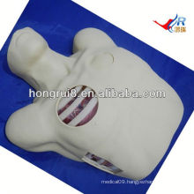 ISO Pleural Drainage Manikin,Pneumothorax Decompression,pleural drainage training model